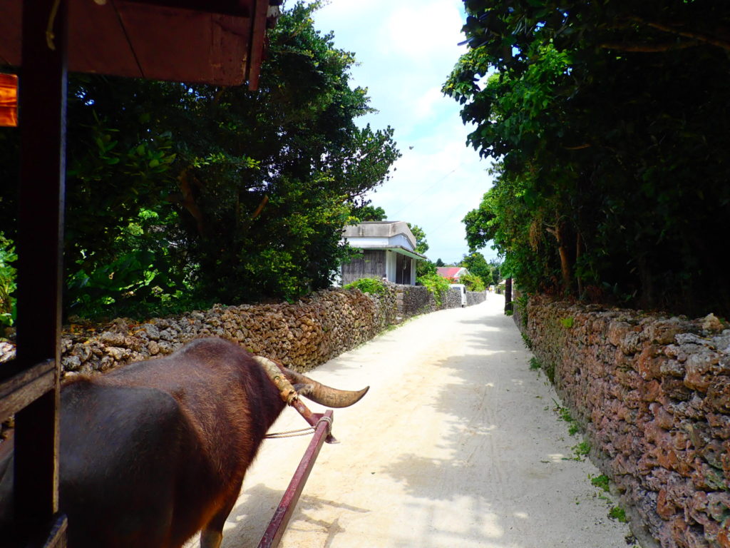 水牛車から見た竹富島の集落の風景