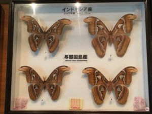 アヤミハビル館 与那国島の観光スポット 石垣島ツアーズ