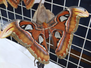 アヤミハビル館 与那国島の観光スポット 石垣島ツアーズ