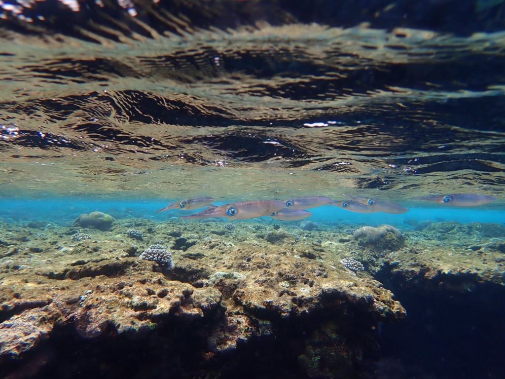 石垣島の釣りスポットで見られるアオリイカ。透明度の高い海を泳ぐ美しい水中写真。