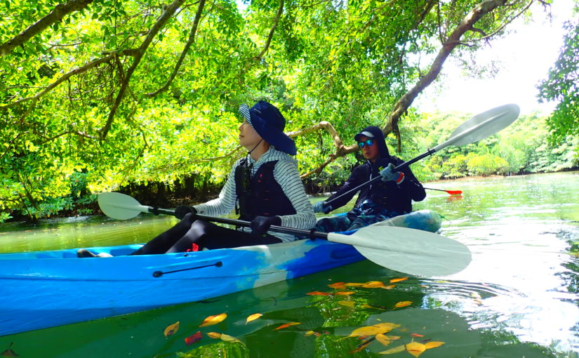 石垣島のマングローブカヌー