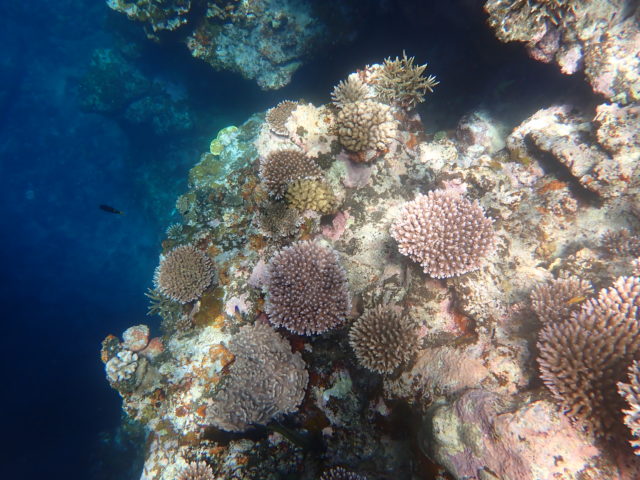 青の洞窟シュノーケリング、珊瑚