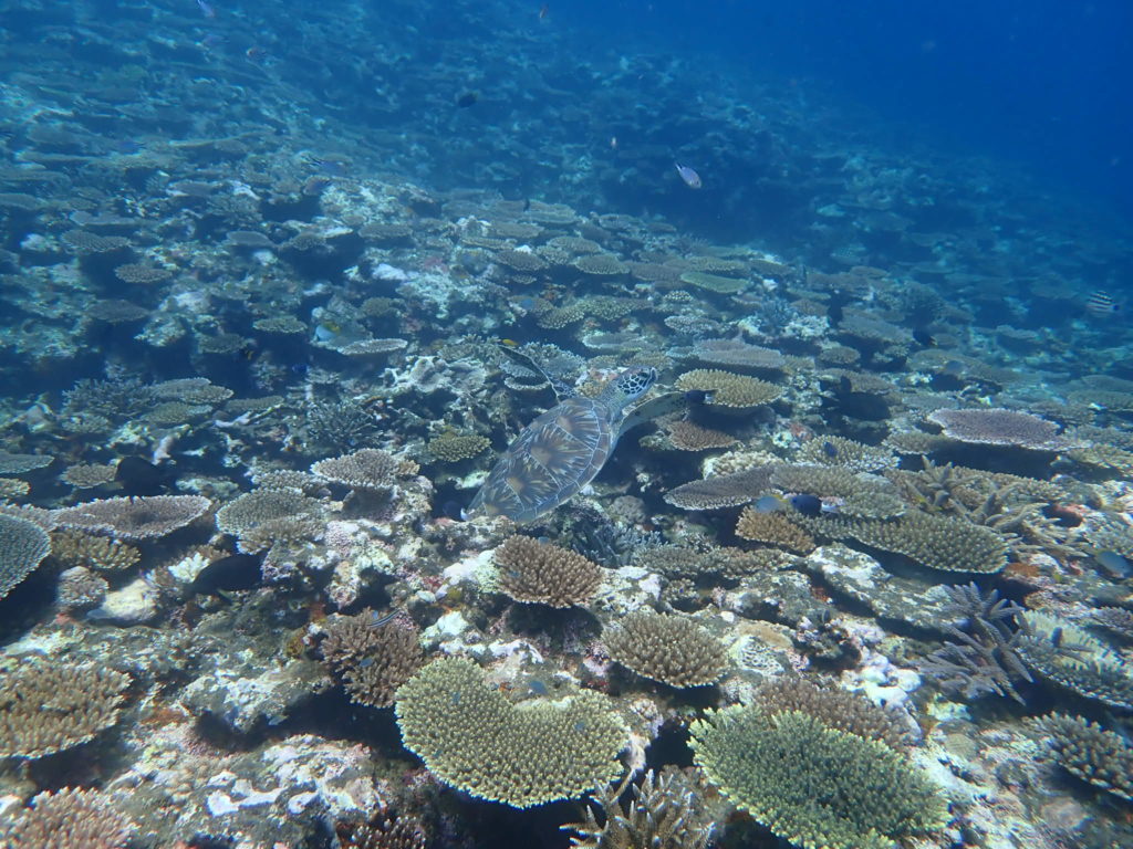 石垣島のウミガメ