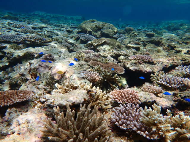 石垣島　青の洞窟周辺　サンゴ礁