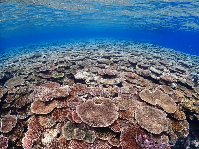 石西礁湖のサンゴ