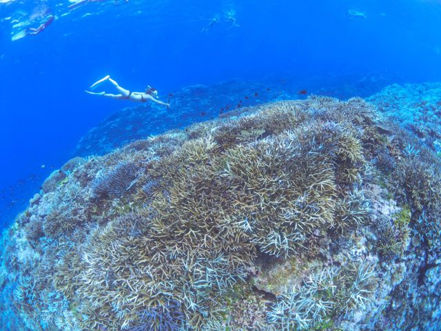 石垣島,スキンダイビング,アクティビティ