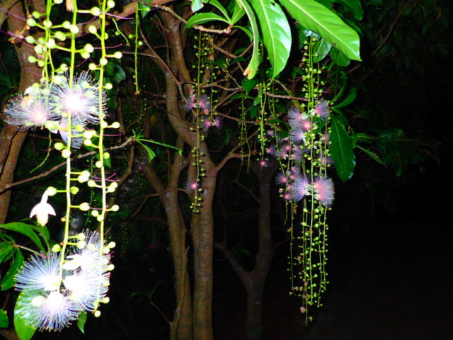 石垣島で一夜限り咲き誇る、幻想的なライトアップ・サガリバナ。