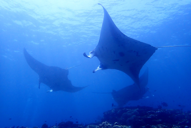 沖縄 石垣島 21年newコース マンタ ウミガメシュノーケル 石西礁湖 サンゴ礁 シュノーケル 幻の島上陸 青の洞窟 コース No 495 石垣島ツアーズ