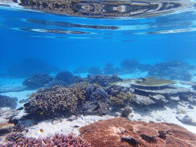 宮古島と石垣島どっちがいい？　人気アクティビティ比較