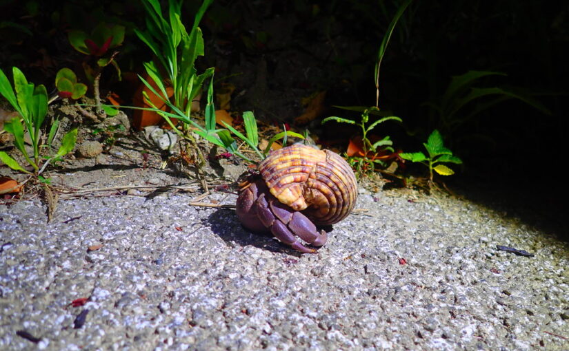 道路を渡るムラサキヤドカリ