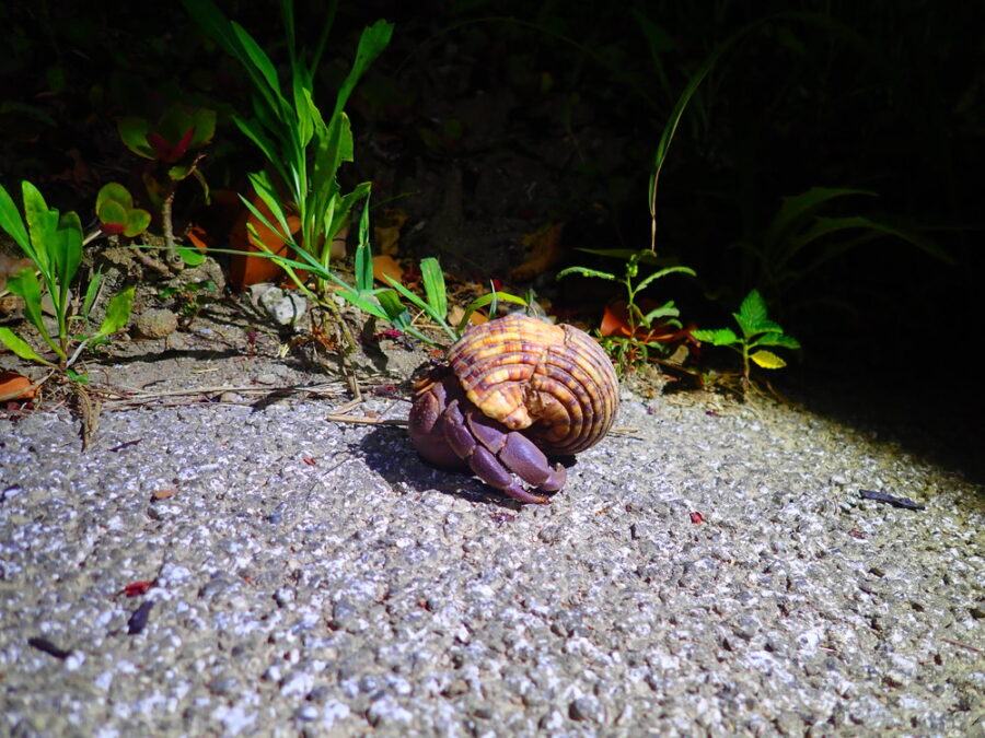 道路を渡るムラサキヤドカリ