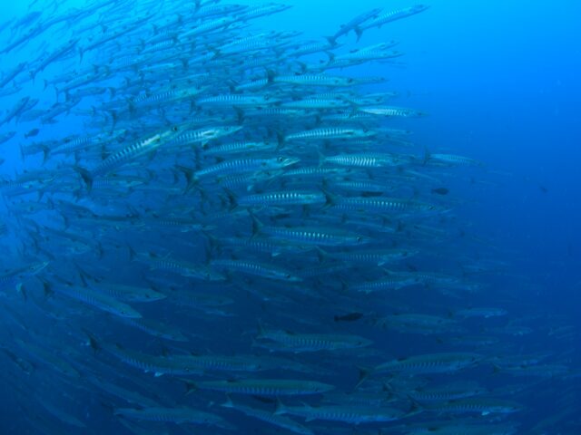 バラクーダ　石垣島 ダイビングスポット