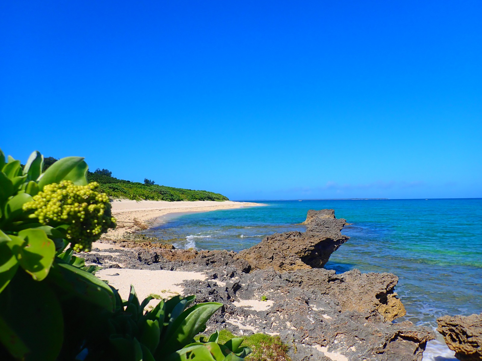 黒島　西の浜　牛祭り