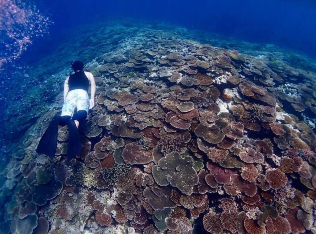 石垣島でスキンダイビング