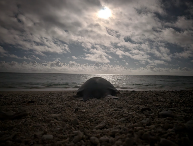 Sea Turtle Nesting