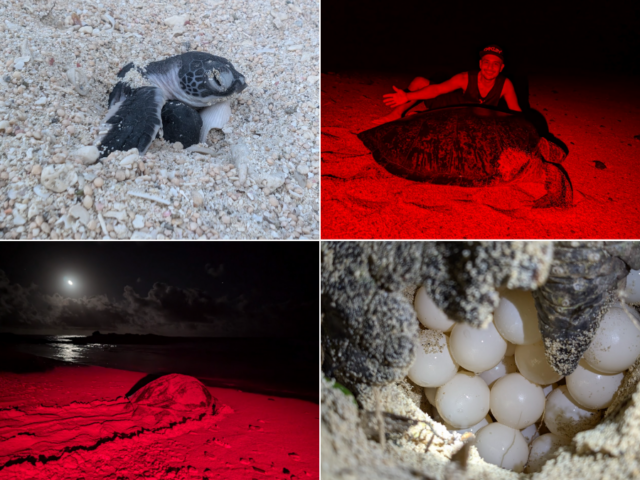 [Ishigaki Island / Northern Region / Evening]  Same-Day Reservations Accepted! Sea Turtle Nesting Observation Tour ☆ A Moving Experience Witnessing the Mystery of Life