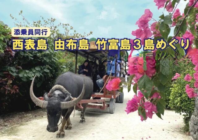 添乗員同行の西表島・由布島・竹富島3島めぐり離島ツアー、水牛車観光。