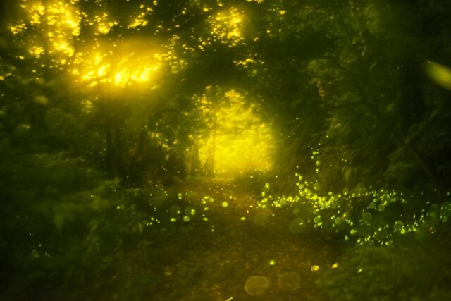 石垣島の森の奥深くに広がるホタルの群生と幻想的な光の演出。