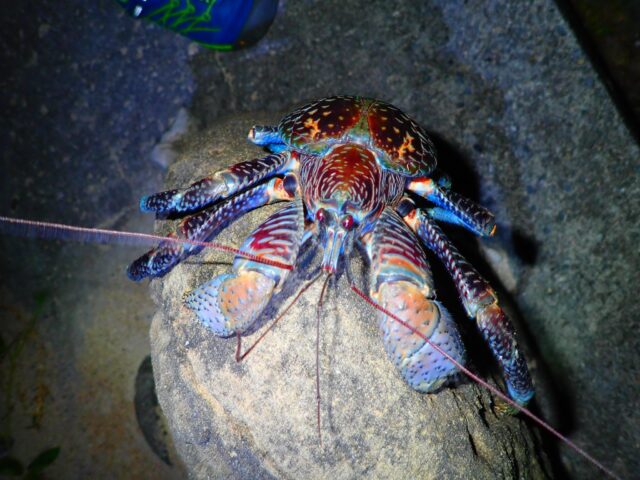 Coastal Crab Night Tour on Ishigaki Island