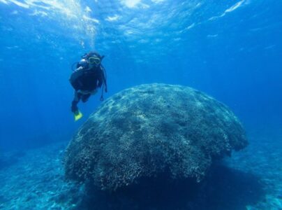 【石垣島発/新城島開催/1日】人魚伝説残る『パナリ島』で特別な体験を☆初心者大歓迎！体験ダイビングツアー★ランチ付き