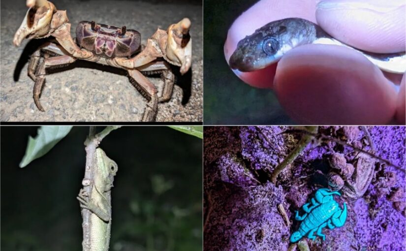 ナイトツアー、夜行生物