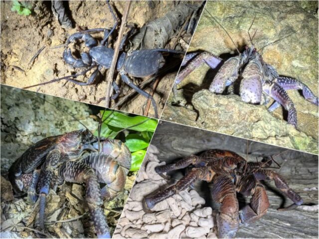 Night Tours, Nocturnal Animals