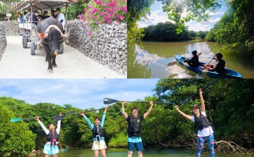 マングローブ、竹富島、セットプラン