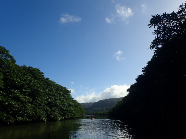 青空の下、マングローブの川をカヌーで進む西表島のアクティビティ風景