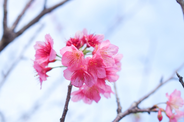 石垣島の桜