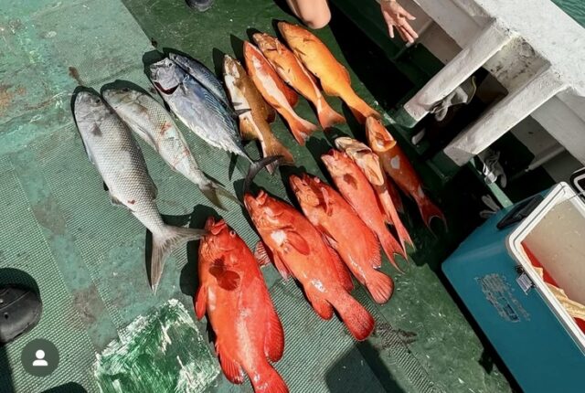 女性　船釣り　釣果　