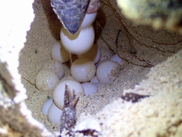 sea turtle