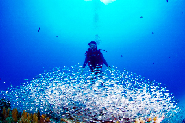 ダイビング中に魚の大群に遭遇