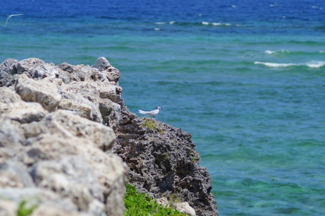 石垣島から行ける鳩間島の魅力完全ガイド！行き方・観光スポット・おすすめ宿を徹底解説