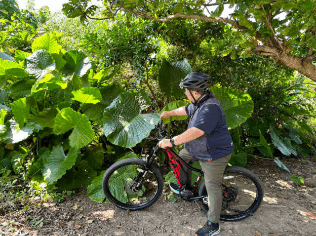 石垣島の自然に触れるサイクリングツアー