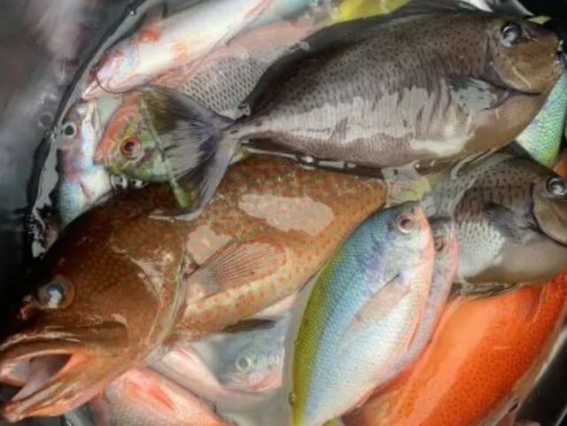 石垣島　カラフルな魚　釣り船