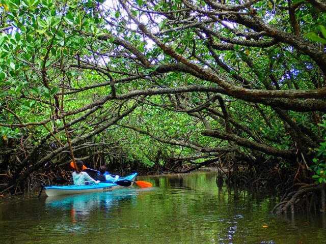 石垣島のマングローブカヤックツアー。自然のトンネルを冒険。
