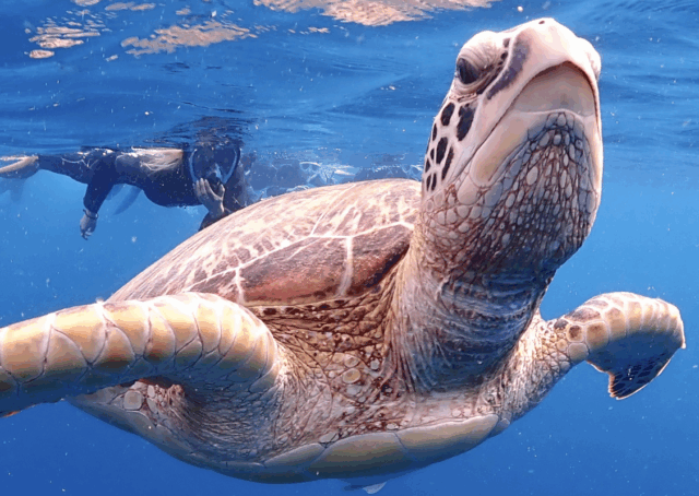 石垣島　ウミガメシュノーケル　ダイビング