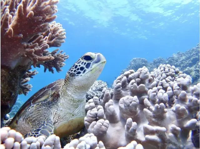 石垣島　ウミガメ　ダイビング