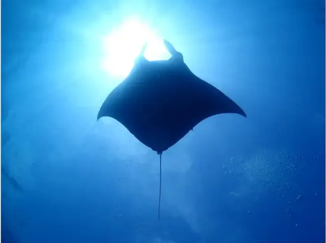 石垣島　マンタ