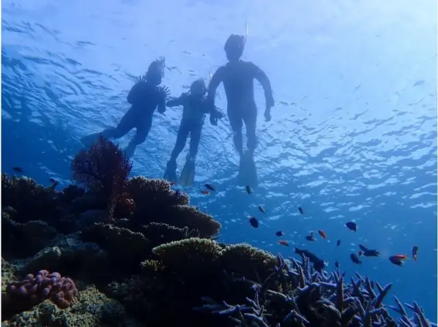 石垣島 シュノーケル ダイビング