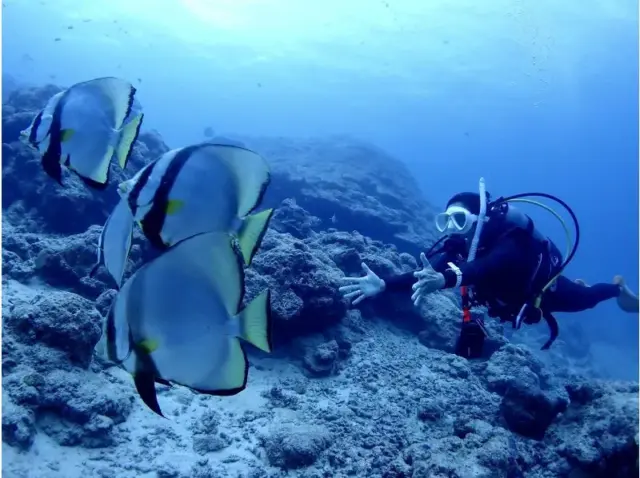 石垣島 ファンダイビング