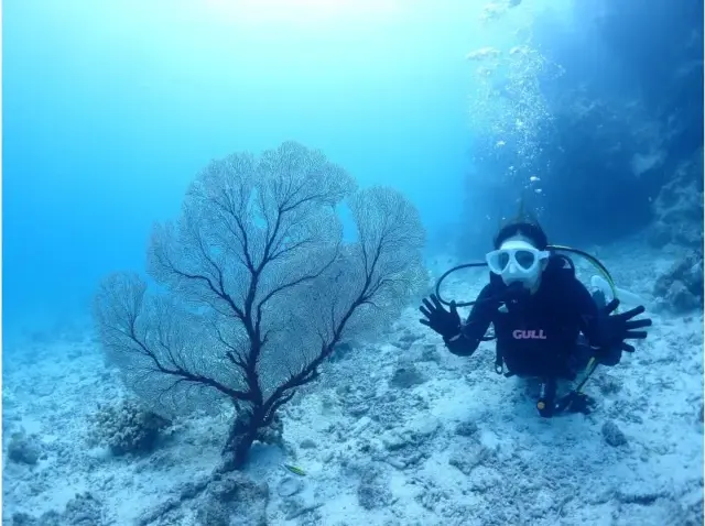 石垣島　ファンダイビング