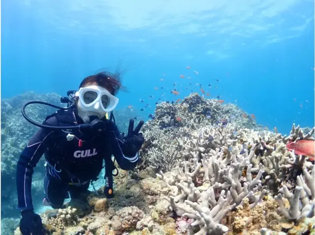 鳩間島　シュノーケル　魅力