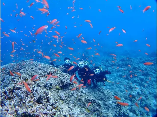 鳩間島　シュノーケル　ポイント
