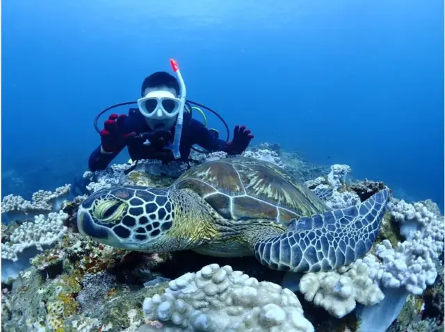 石垣島 ウミガメ ダイビング