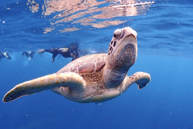 石垣島　ウミガメ　ダイビング　シュノーケル