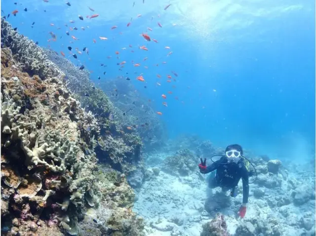 石垣島　シュノーケル　ダイビング