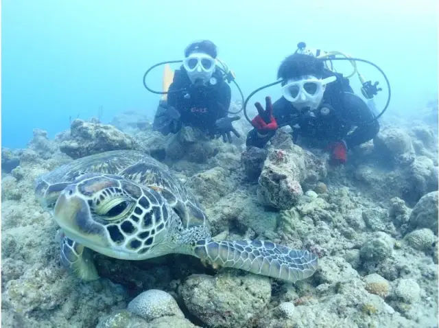 石垣島　ウミガメ　ダイビング　シュノーケル