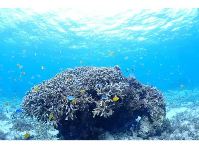 鳩間島　観光　島沖浜