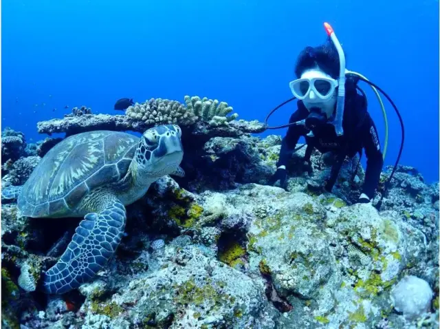 石垣島　ウミガメ　ダイビング